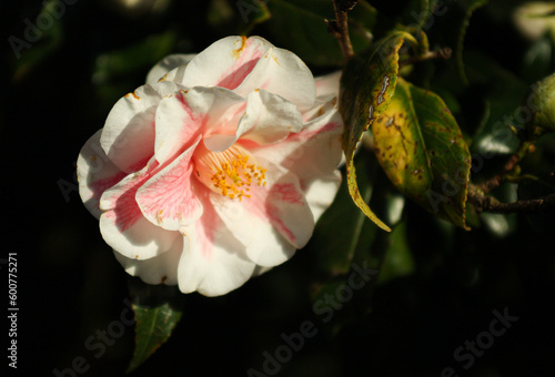 pink and white rose