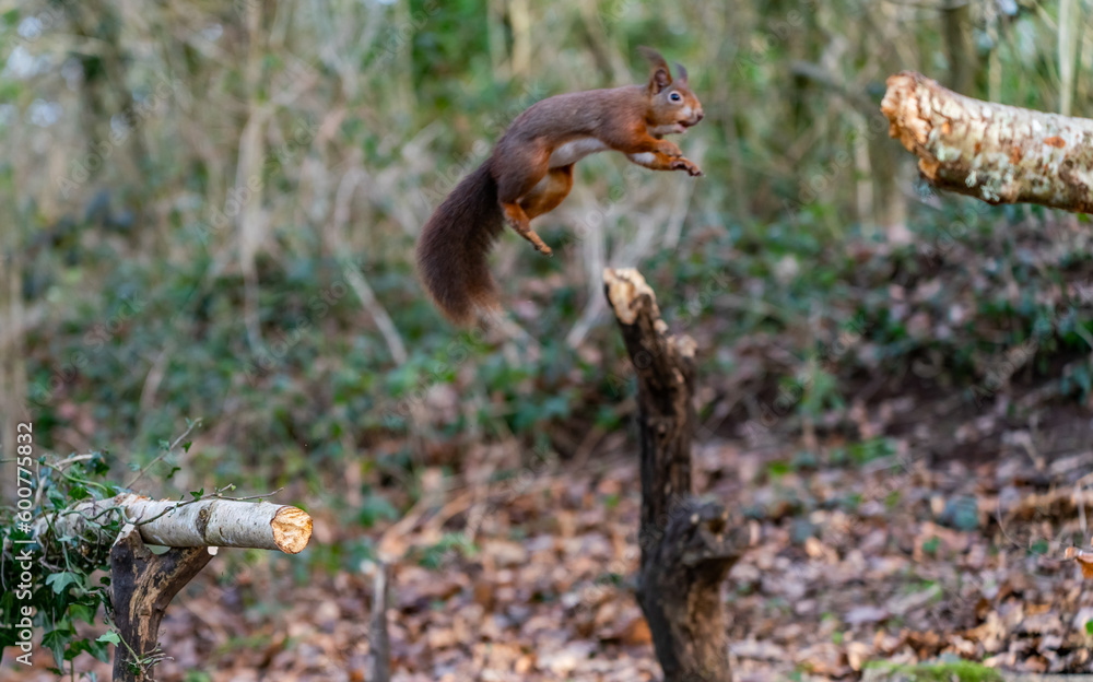 Red Squirrels at The Dingle Anglesey Wales Red Squirrels at The Dingle Anglesey Wales