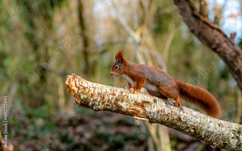 Red Squirrels at The Dingle Anglesey Wales