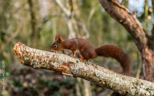 Red Squirrels at The Dingle Anglesey Wales photo