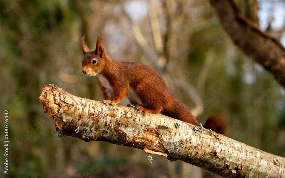 Red Squirrels at The Dingle Anglesey Wales Red Squirrels at The Dingle Anglesey Wales