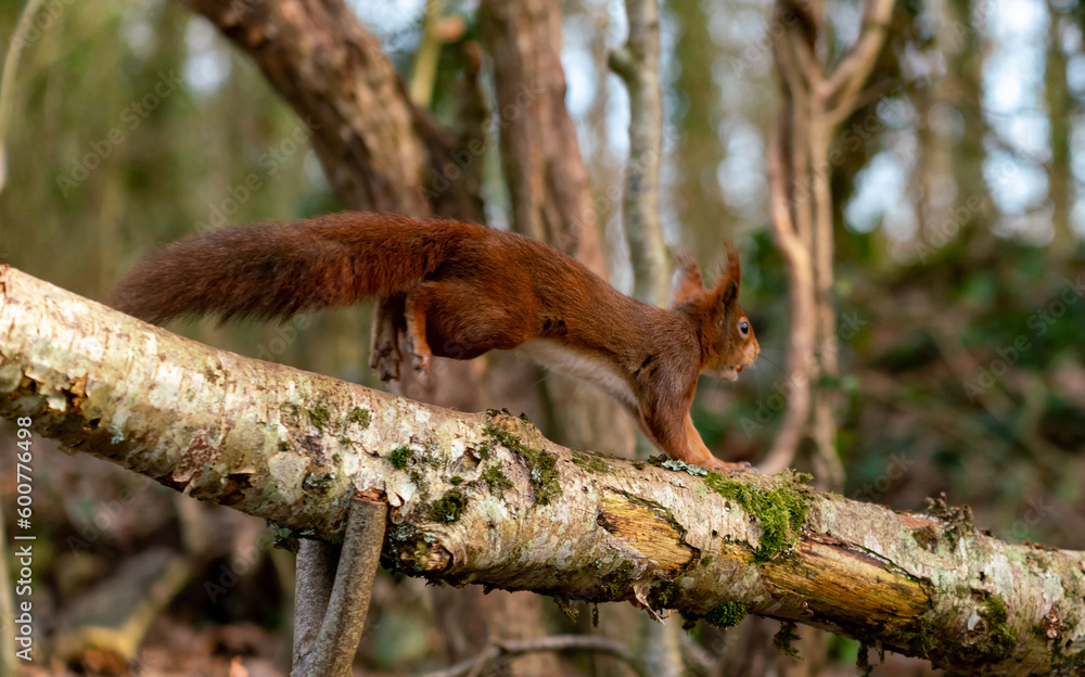 Red Squirrels at The Dingle Anglesey Wales