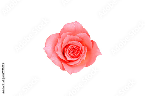 Pink roses  white background