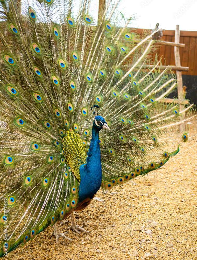 Naklejka premium In a mini zoo, a peacock spreads its colorful tail behind the enclosure, in a cage. Close-up of the animal. Poultry.
