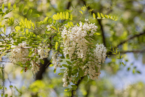 대한민국 용인시 아카시아 꽃