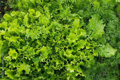 Fresh salad leaves  top view. Background from lettuce leaves plant for publication  design  poster  calendar  post  screensaver  wallpaper  postcard  banner  cover  website. High quality photo