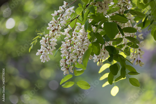 대한민국 용인시 아카시아 꽃