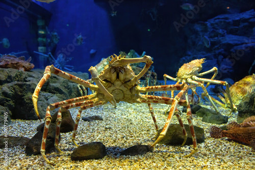 Japanese spider crabs and fishes