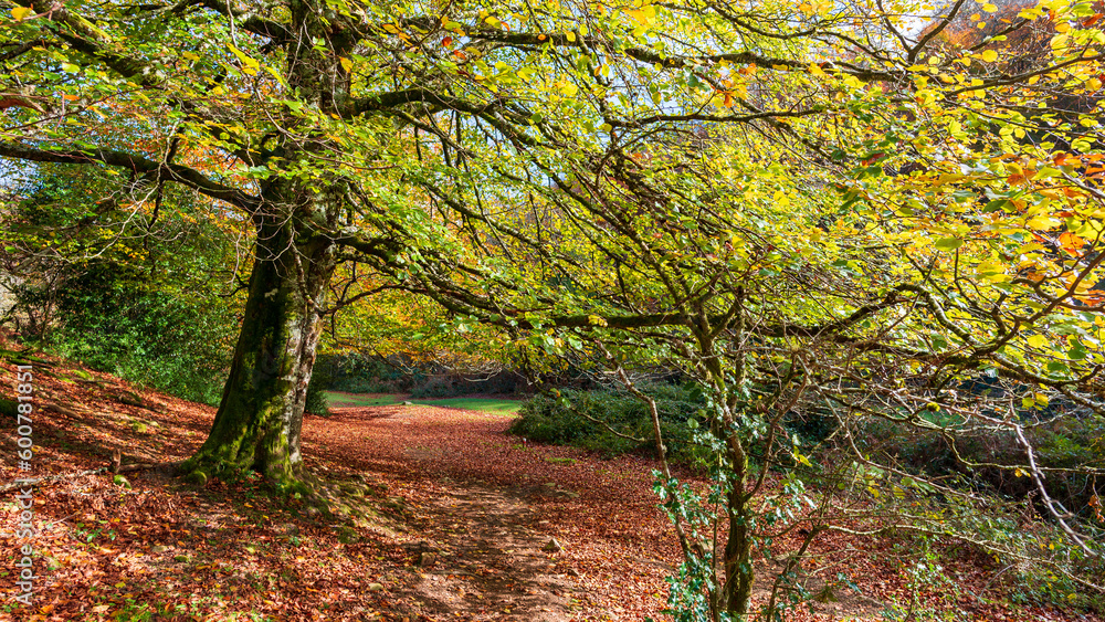 Fototapeta premium Camins del GR11