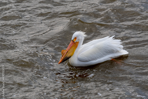 American White Pelican Fishing On The River In Spring