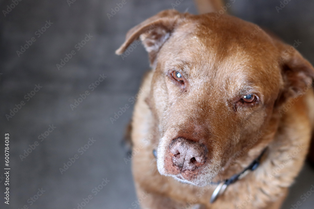 Brown dog on a gray background, close-up photo of senior dog. Pet care concept. 