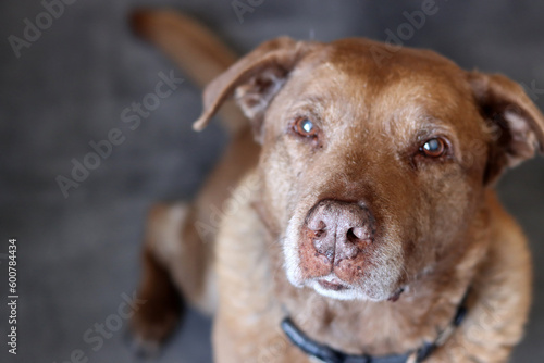 Brown dog on a gray background  close-up photo of senior dog. Pet care concept. 