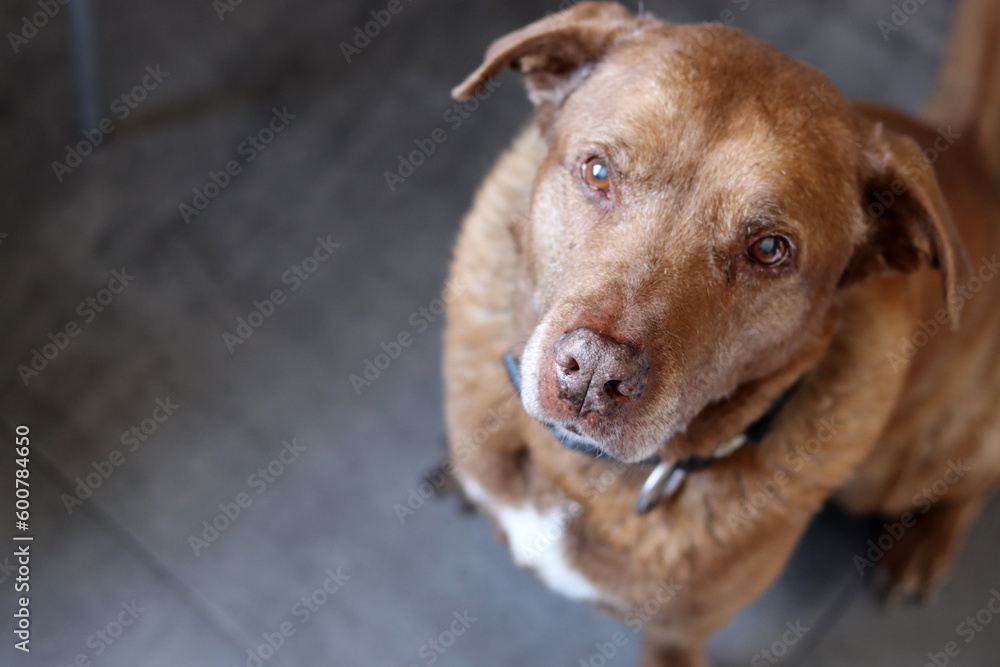 Close up of a brown Labrador Retriever looking at the camera. Selective focus. Pet care concept. Close up of a brown Labrador Retriever looking at the camera. Selective focus. Pet care concept.