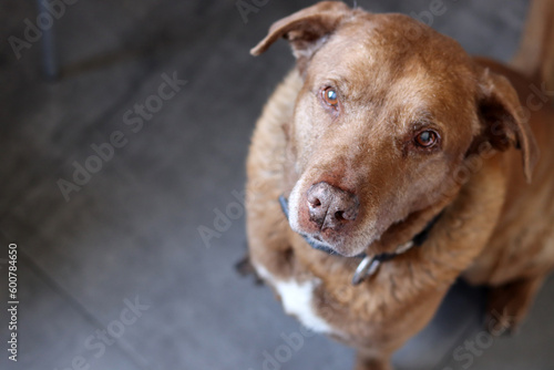 Close up of a brown Labrador Retriever looking at the camera. Selective focus. Pet care concept. 