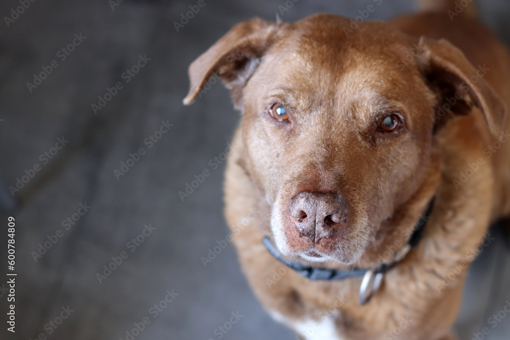 Brown dog on a gray background, close-up photo of senior dog. Pet care concept. 