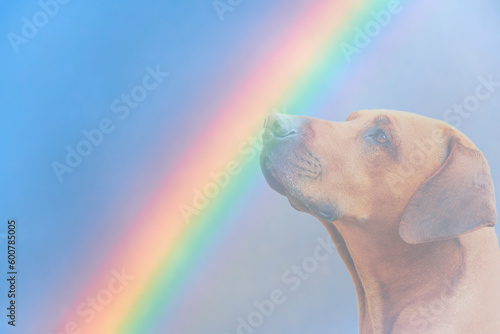 Fotografie Dog and rainbow Rainbow bridge concept Close-up portrait of Rhodesian ridgeback