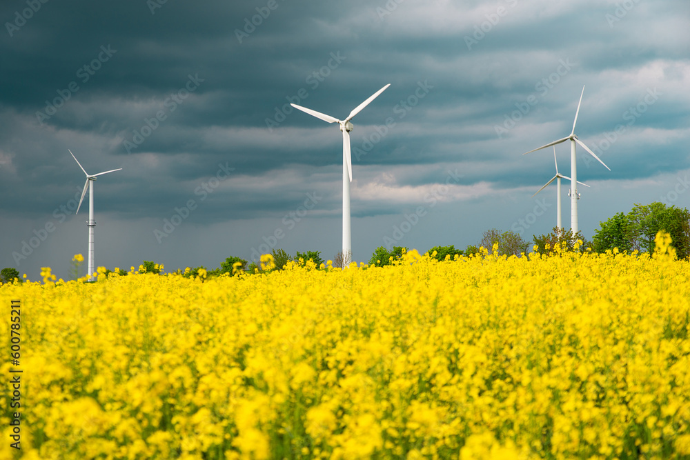 Yellow blooming raps field with windmills, agriculture and renewable sustainable energy, countryside, cultivated farmland Yellow blooming raps field with windmills, agriculture and renewable sustainable energy, countryside, cultivated farmland