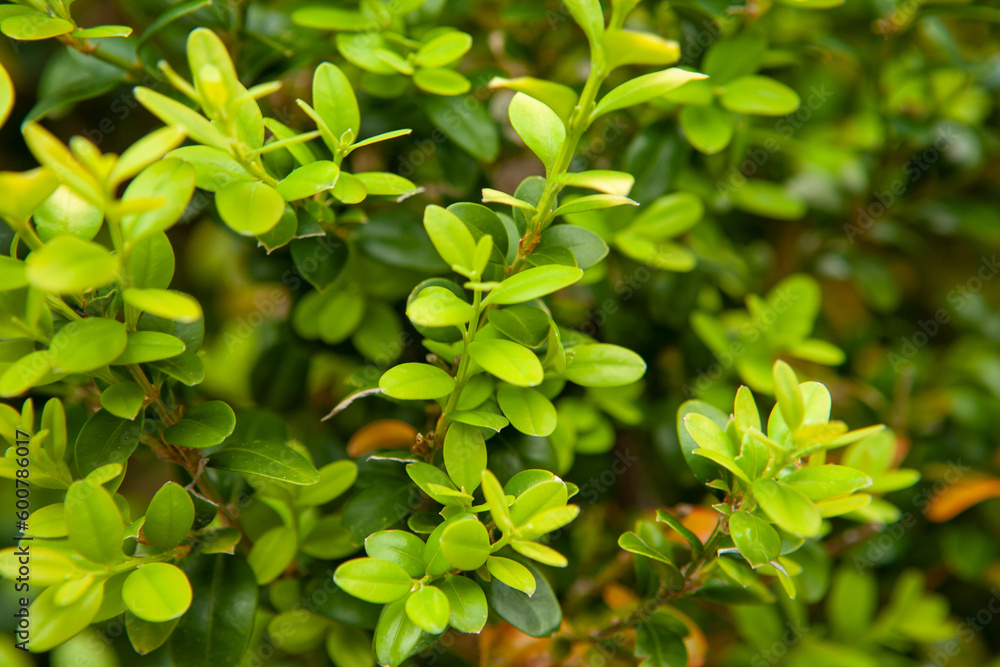 Obraz premium Boxwood background. Natural texture from green buxus leaves for publication, design, poster, calendar, post, screensaver, wallpaper, postcard, banner, cover, website. High quality photo