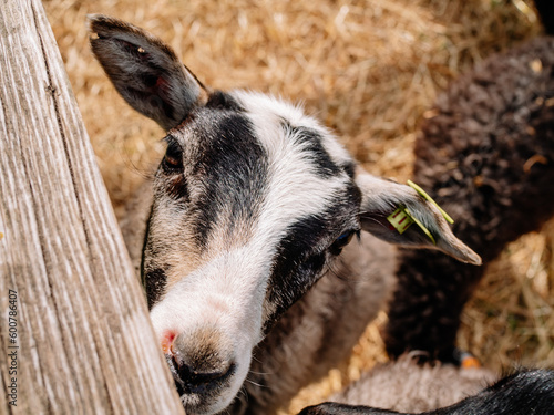 A sheep in a mini zoo, in a cage, in animal pens. Livestock. Animal, close-up.