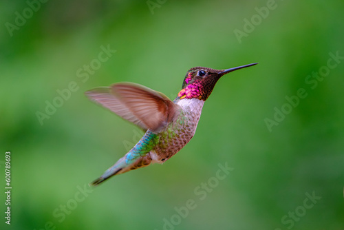 Anna's Hummingbird (Calypte anna) © Cliff LeSergent