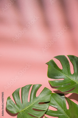 Monstera leaves on pink background. Flora wallpaper backdrop.