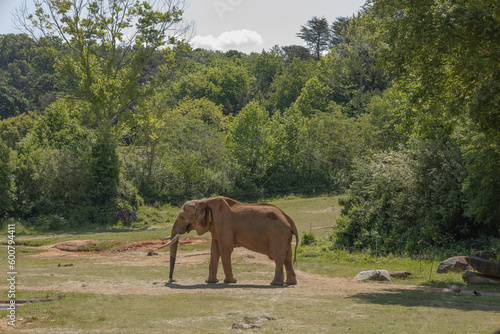 Photography Elephant Near a Pond