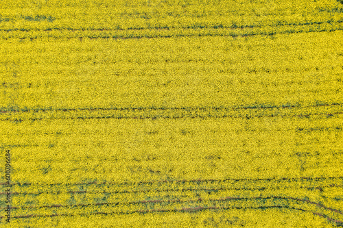 Top view of a blooming rapeseed field near Frauenstein/Germany