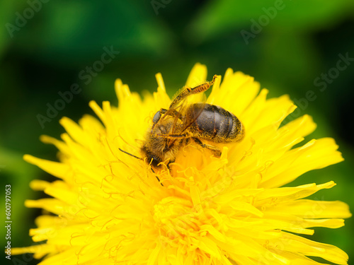 Worker bee in the middle of hard work collecting nectar from a yellow spring dandelion flower covered by pollen in macro detail.