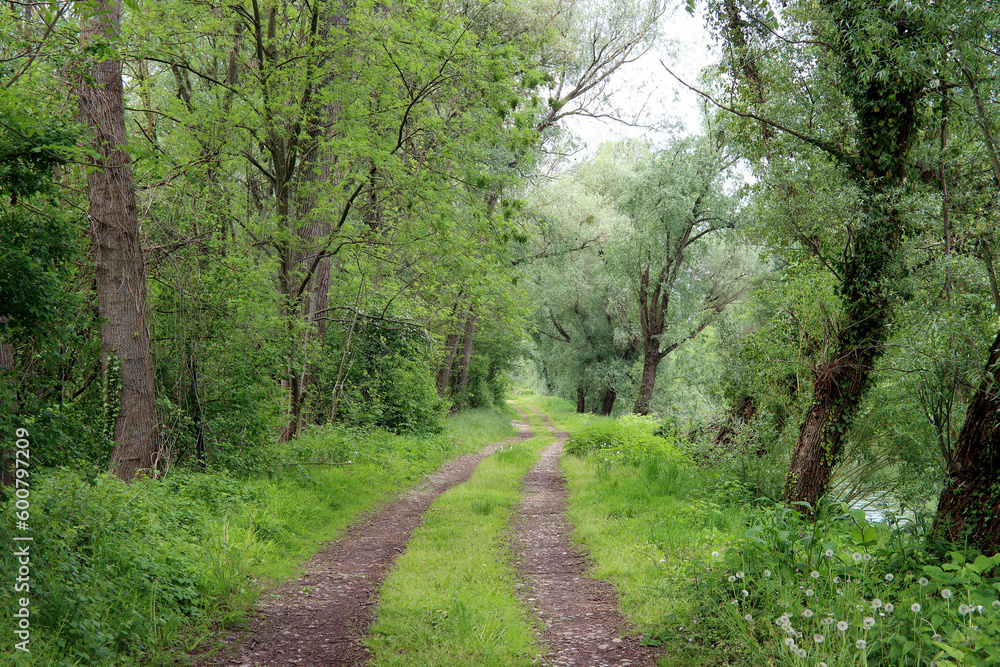 Fototapeta premium Einsamer Weg durch die unberührte Natur