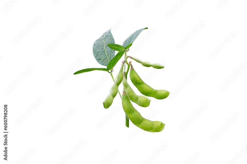 Soybean or soya bean branch isolated transparent png. Glycine max plant with beans and leaves.   - obrazy, fototapety, plakaty 