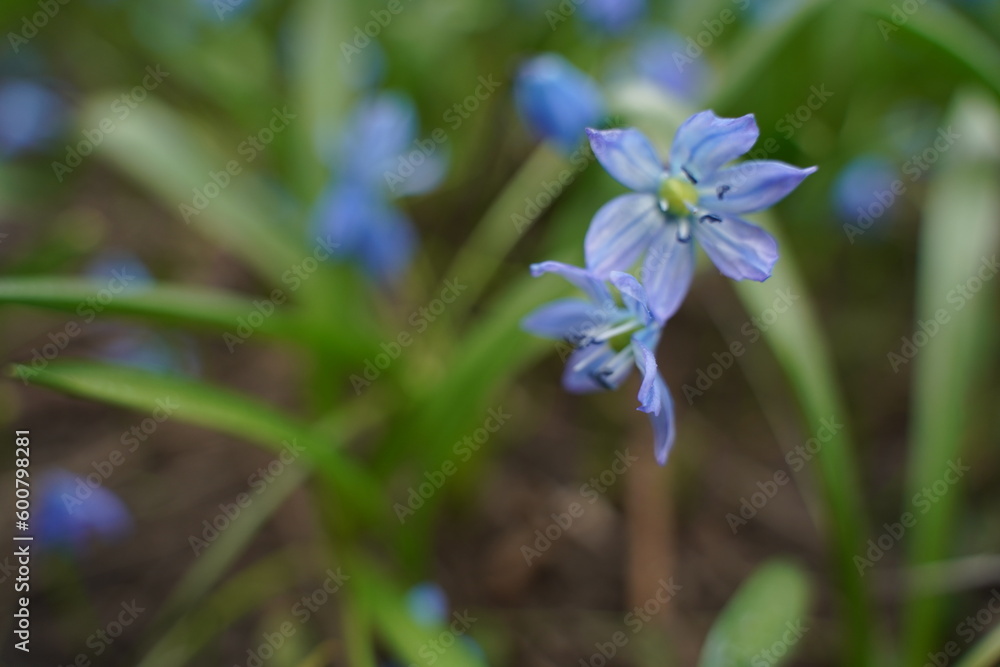 Blue scylla flowers in the early spring with slightly unfocused background. Selective focus Blue scylla flowers in the early spring with slightly unfocused background. Selective focus