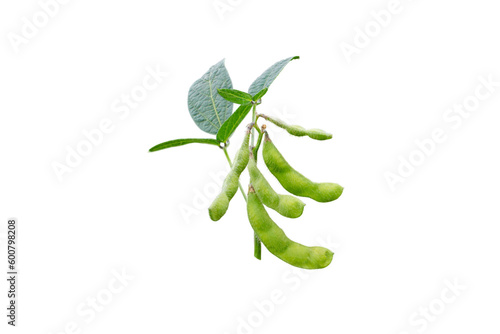 Soybean or soya bean branch isolated transparent png. Glycine max plant with beans and leaves.  