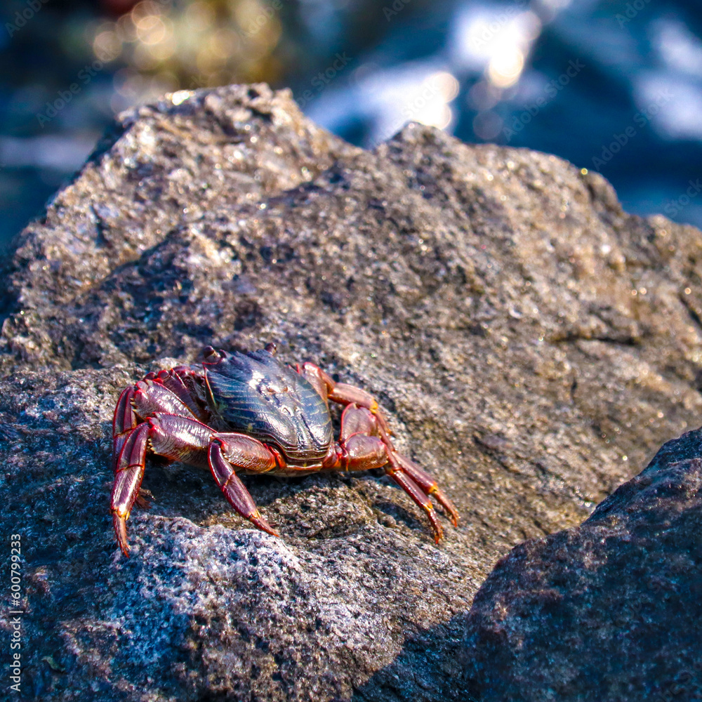 the red colored crab standing on a rock in the sunshine near an ocean the red colored crab standing on a rock in the sunshine near an ocean