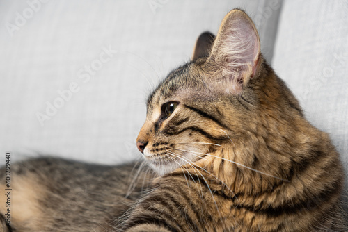 One-year-old tabby cat lying on a gray sofa. Place for text © Zarina Lukash