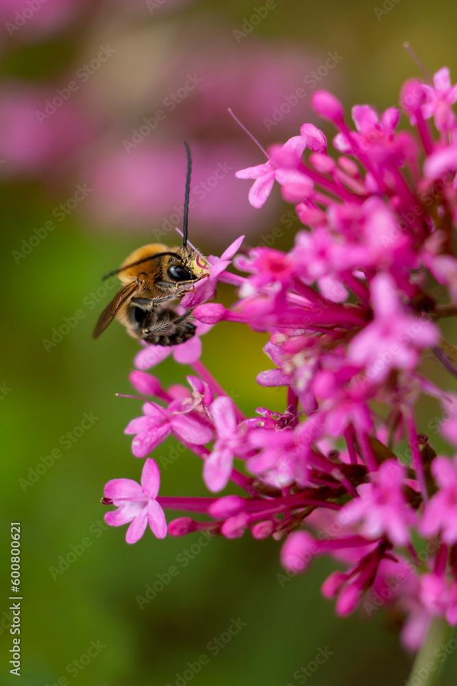 Scarce long horned bee a species of honey bees on a red valeria flower. Eucera nigrescens. Scarce long horned bee a species of honey bees on a red valeria flower. Eucera nigrescens.