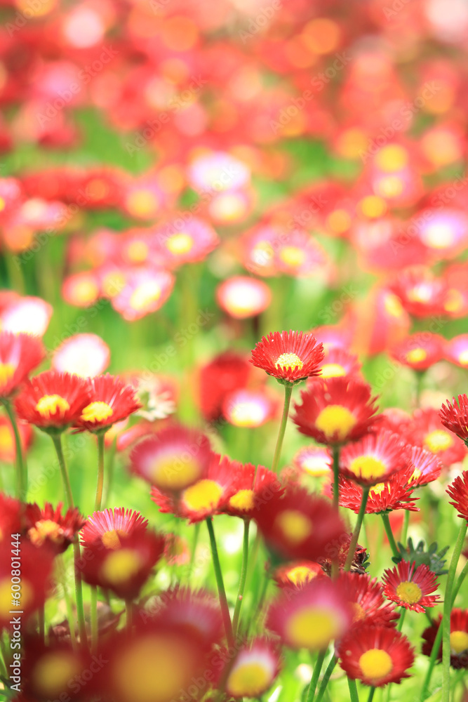 Glade of bright spring flowers. Red small flowers on a blurred background. Flowers with selective focus