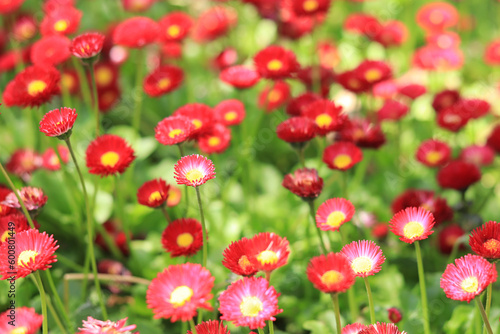 Glade of bright spring flowers. Red small flowers on a blurred background. Flowers with selective focus