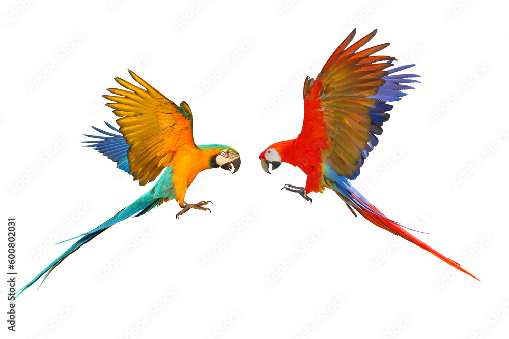 Blue and gold macaw and scarlet macaw flying ion transparent background png file