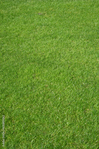 New fresh perfect natural green golf grass