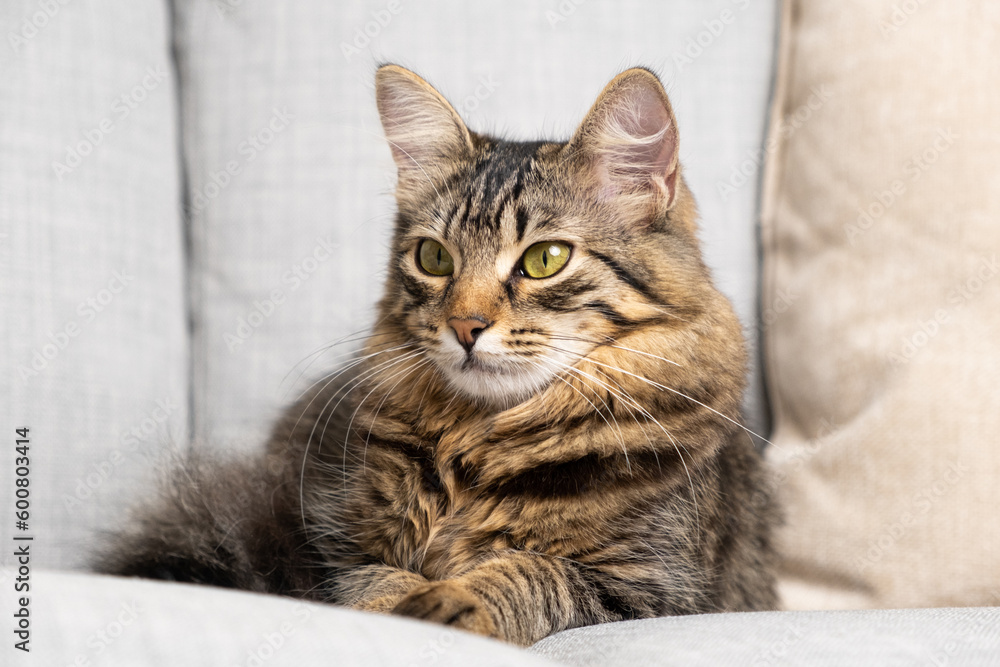 Beautiful brown tabby cat with yellow-green eyes lying on the couch