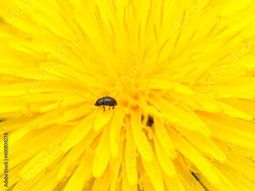 The common pollen beetle (Brassicogethes aeneus) in the yellow flower of dandelion at the start of spring. photo