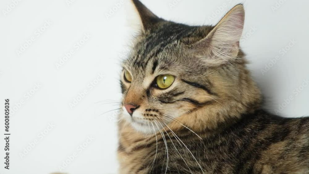 Large portrait of a domestic cat looking to the side and at the camera on a white background. Large portrait of a domestic cat looking to the side and at the camera on a white background.