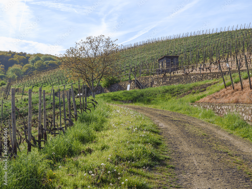 In the vineyards of Bad Neuenahr - Ahrweiler