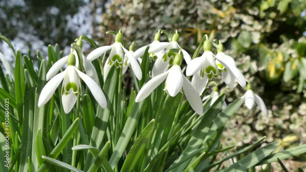 White fresh flowers Galanthus, Snowdrops moving in the wind. Winter and spring flowers with green stems and leaves - close-up shot, harbingers of spring on sunny, cold and windy weather. White fresh flowers Galanthus, Snowdrops moving in the wind. Winter and spring flowers with green stems and leaves - close-up shot, harbingers of spring on sunny, cold and windy weather.