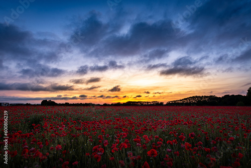 Amazing beautiful multitude of poppies growing in a field of wheat at sunset - Champ de coquelictos
