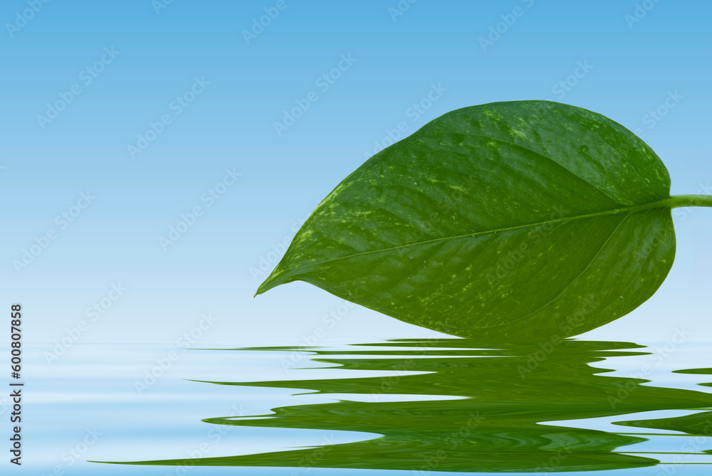 A green leaf isolated on white background