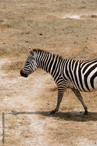 Zebra a andar na ngorongoro crater