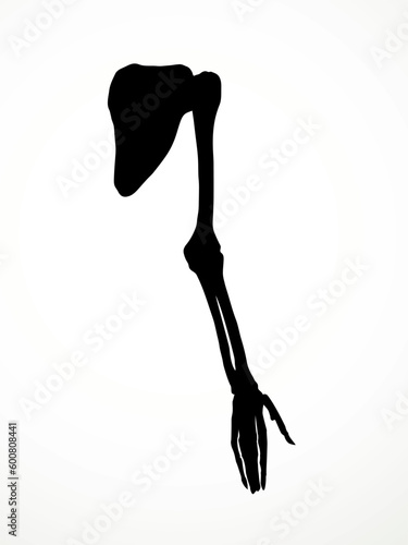 Vector drawing. Bones of the arm and shoulder