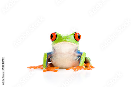 frog closeup - a red-eyed tree frog isolated on white