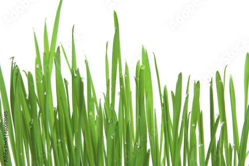 Fresh green grass with drops of water, purfect ecology background